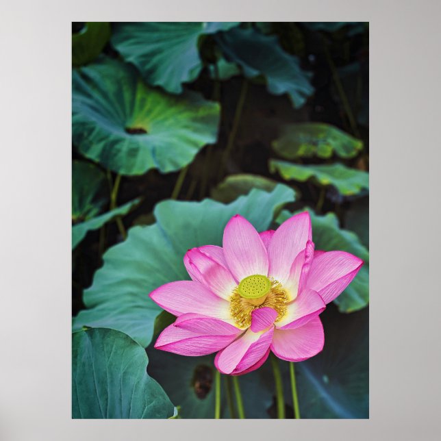 Lotus Blume Poster (Vorne)