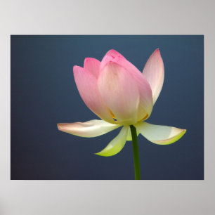 Lotus Blume Poster