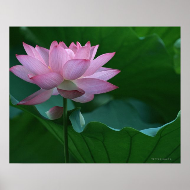 Lotus Blume Poster (Vorne)