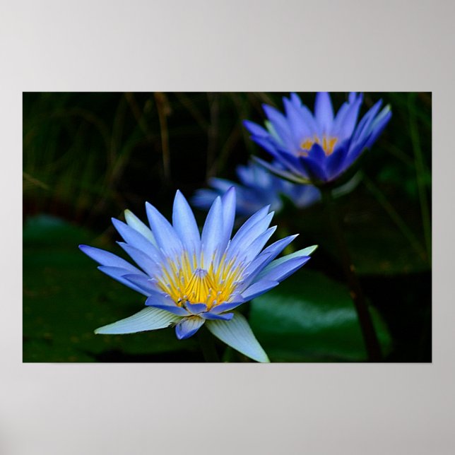 Lotus-Blume Poster (Vorne)