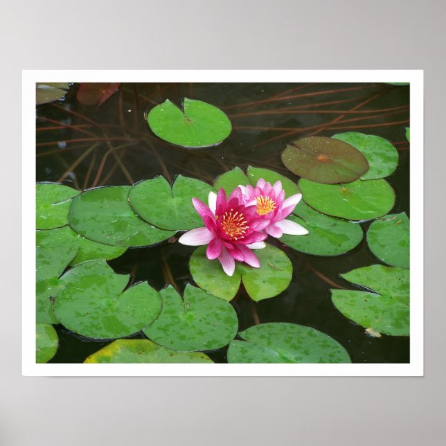 Lotus-Blume Poster (Vorne)