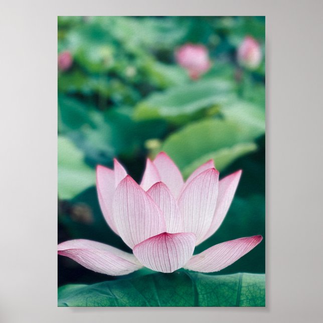 Lotus Blume Poster (Vorne)