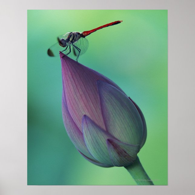 Lotus-Blume Poster (Vorne)
