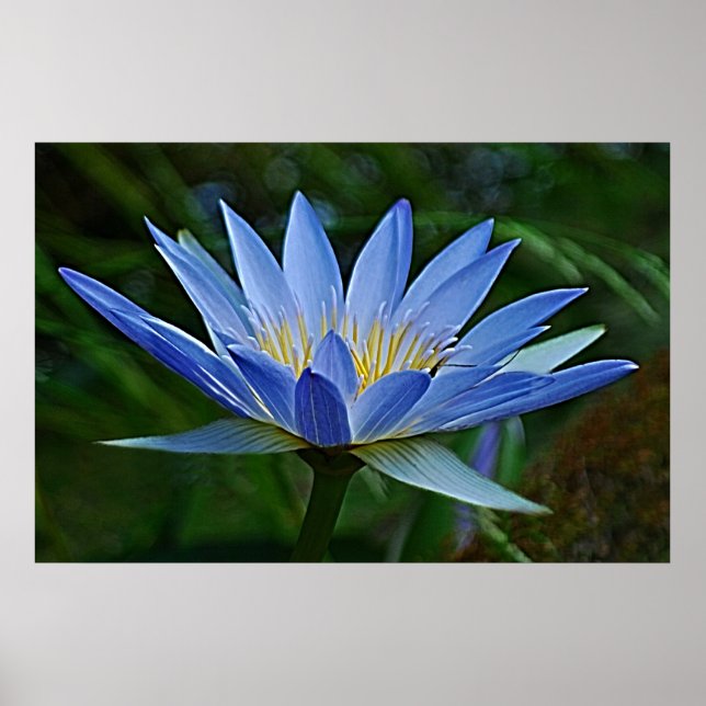 Lotus-Blume Poster (Vorne)