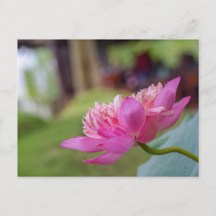 Lotus Blume Postkarte