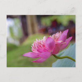 Lotus Blume Postkarte