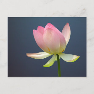 Lotus Blume Postkarte