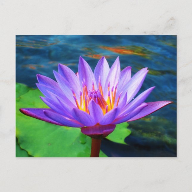 Lotus Blume Postkarte (Vorderseite)