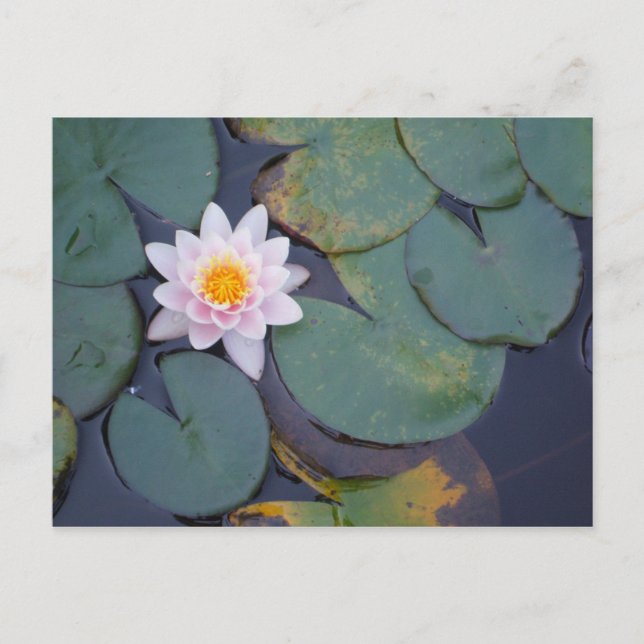 Lotus-Blume Postkarte (Vorderseite)