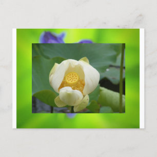 Lotus Blume Postkarte