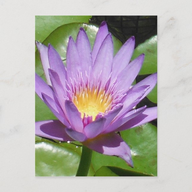 Lotus Blume Postkarte (Vorderseite)