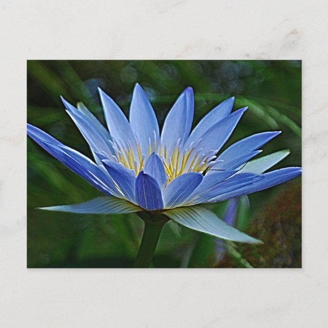 Lotus-Blume Postkarte (Vorderseite)