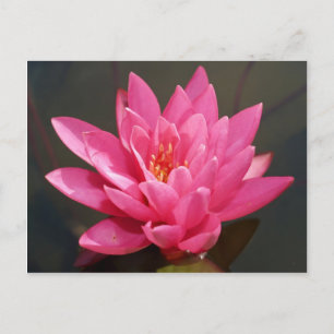 Lotus-Blume Postkarte