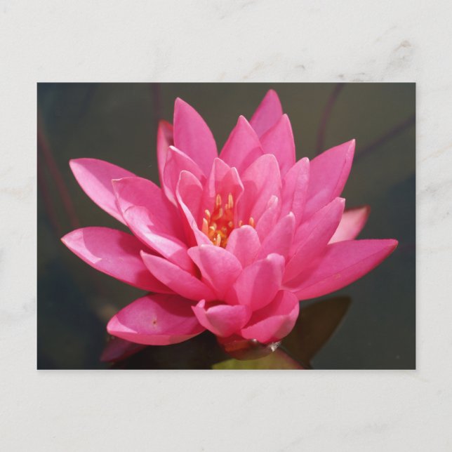 Lotus-Blume Postkarte (Vorderseite)