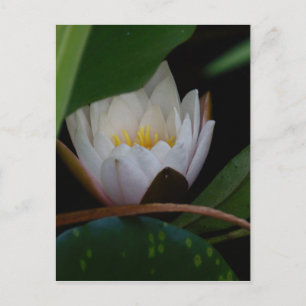 Lotus Blume Postkarte