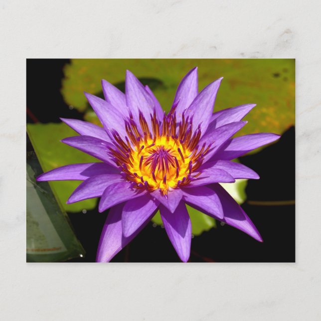 Lotus-Blume Postkarte (Vorderseite)