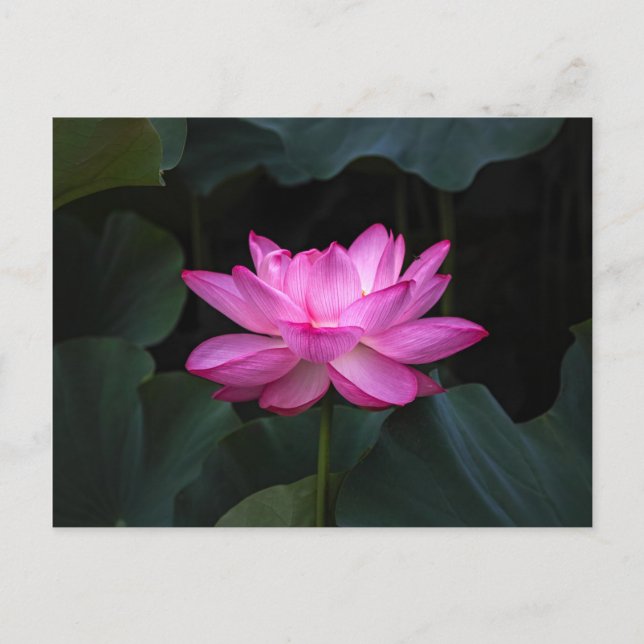 Lotus Blume Postkarte (Vorderseite)