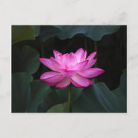 Lotus Blume