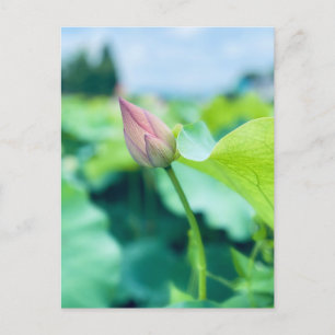 Lotus Blume Postkarte