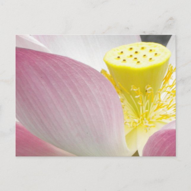 Lotus Blume Postkarte (Vorderseite)