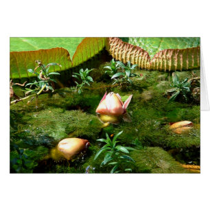 Lotus Blume, Schöne Natur / reisen Asien