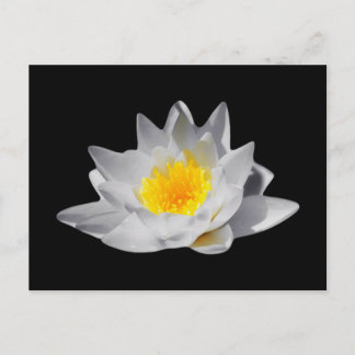 Lotus-Blume (Schwarzer Hintergrund) Postkarte