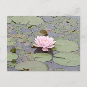 Lotus Blume Soft Pink Floral Pond Zen Postkarte