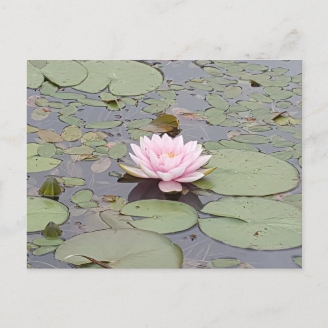 Lotus Blume Soft Pink Floral Pond Zen Postkarte (Vorderseite)