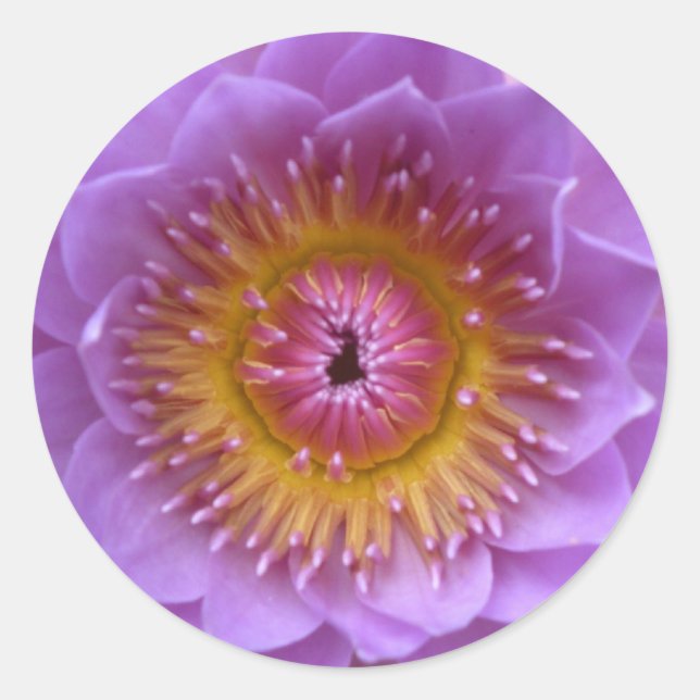 Lotus Blume Stickers (Vorderseite)