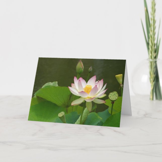 Lotus Blume Teiche Karte (Vorderseite)