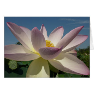 Lotus Blume und Blue Sky I