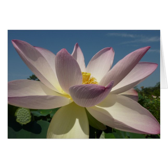 Lotus Blume und Blue Sky I (Vorderseite (Horizontal))