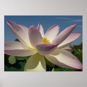 Lotus Blume und Blue Sky I Poster