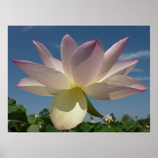 Lotus Blume und Blue Sky II Poster (Vorne)