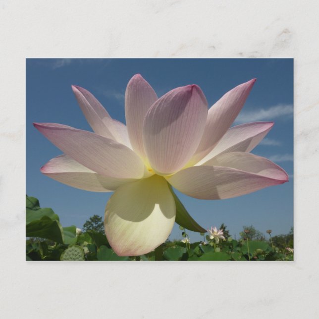 Lotus Blume und Blue Sky II Postkarte (Vorderseite)