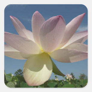 Lotus Blume und Blue Sky II Quadratischer Aufkleber