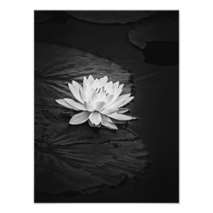 Lotus Blume und Lily Pad Schwarz/Weiß Fotodruck