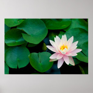 Lotus Blume und Lily Pads Poster