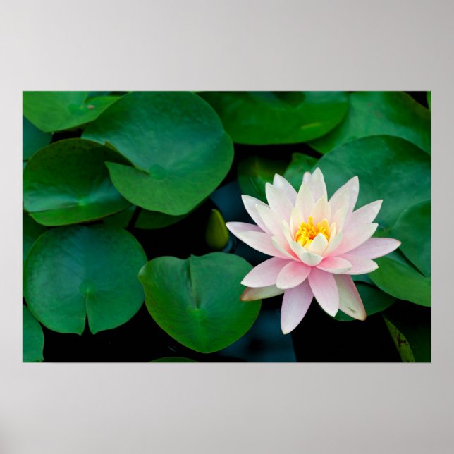 Lotus Blume und Lily Pads Poster (Vorne)