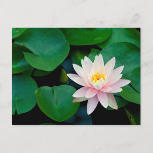 Lotus Blume und Lily Pads Postkarte