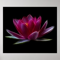 Lotus Blume Wasser Pflanze