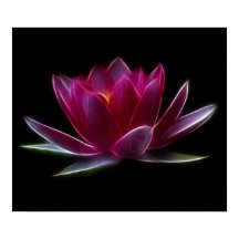 Lotus Blume Wasser Pflanze