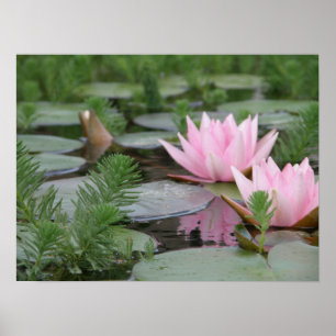 Lotus Blume/Wasserlilie Poster