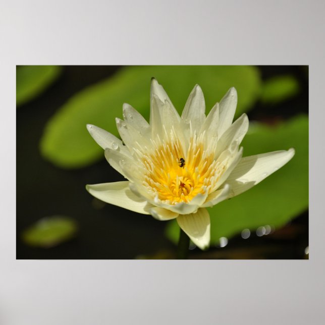 Lotus-Blume (Wasserlilie) Poster (Vorne)