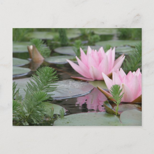 Lotus Blume/Wasserlilie Postkarte (Vorderseite)