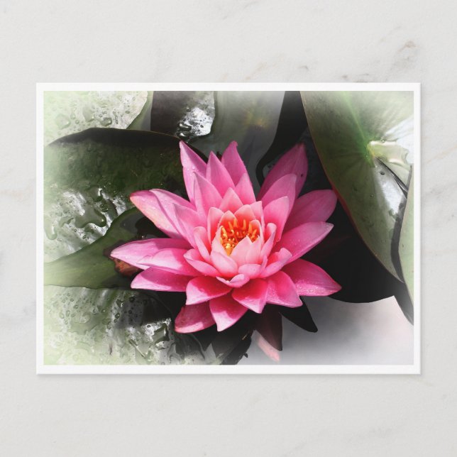 Lotus Blume, Wasserreflektion / Natur Asien Postkarte (Vorderseite)