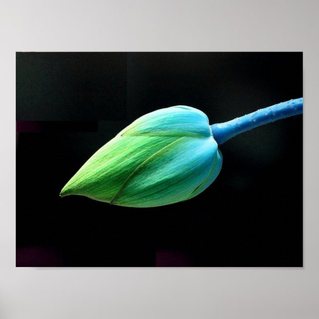 Lotus Bud Poster (Vorne)