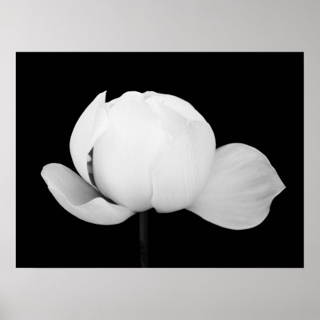 Lotus Bud Poster (Vorne)
