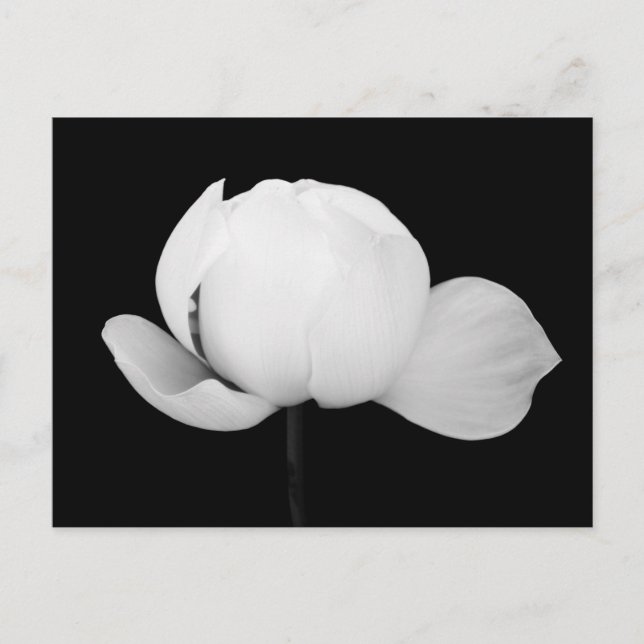Lotus Bud Postkarte (Vorderseite)