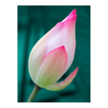 Lotus Bud Tranquility Poster